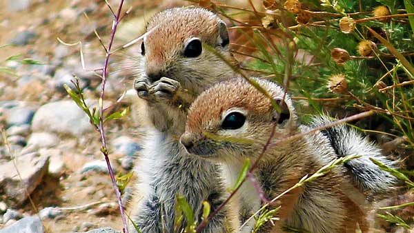 Antelope Ground Squirrel Babies