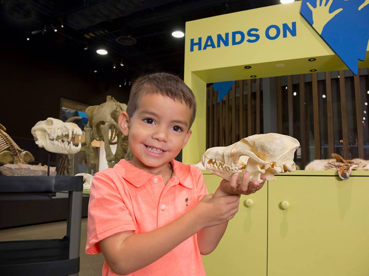 Boy playing with fossils