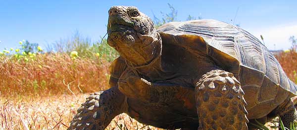 Desert tortoise at the Springs Preserve habitat