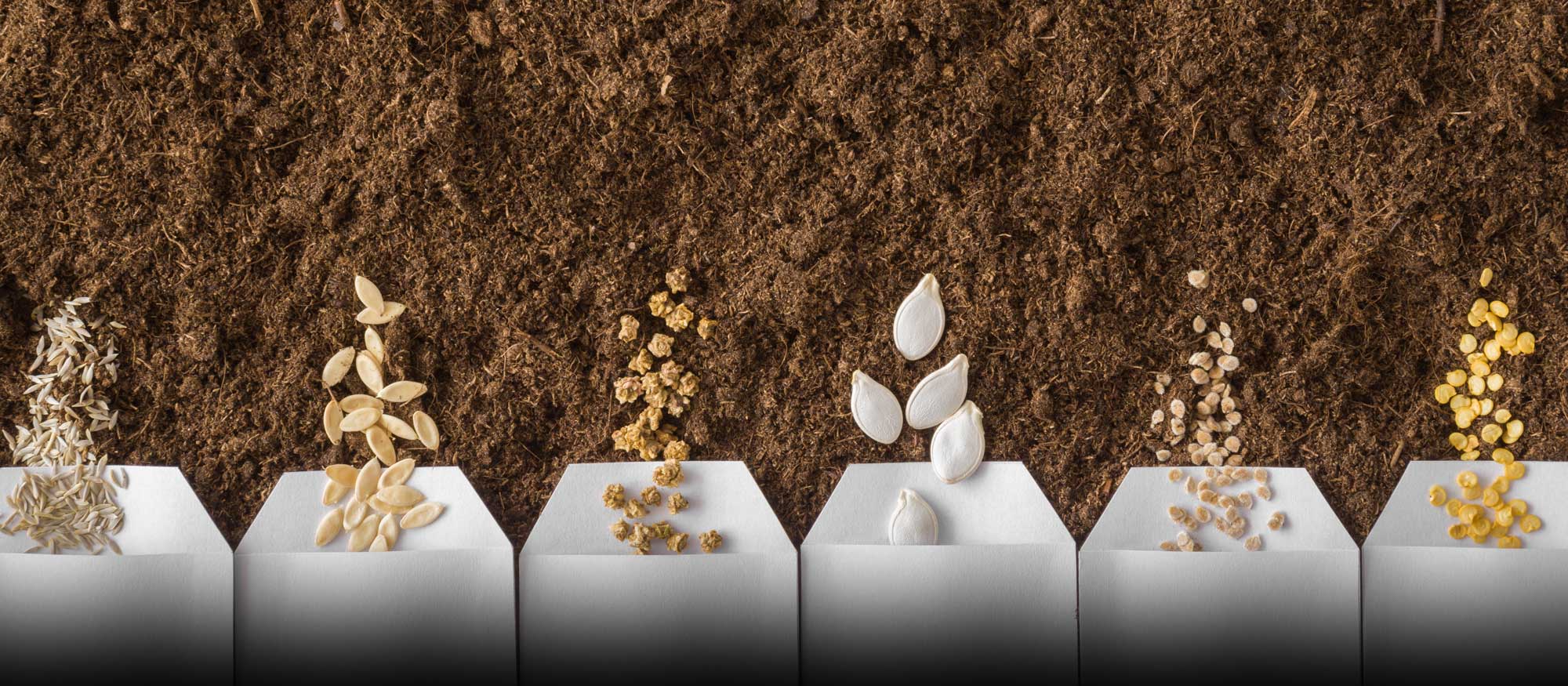 Garden Class: Harvesting & Seed Saving