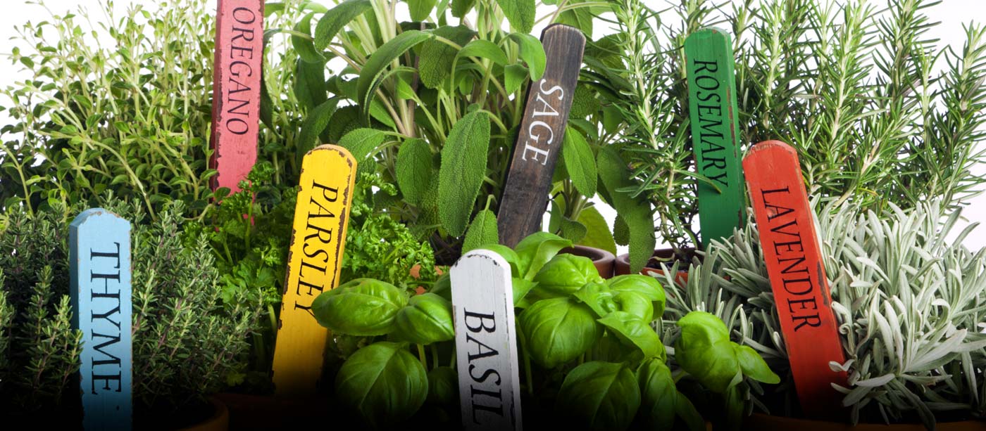Master Gardener Class: Herb Gardening