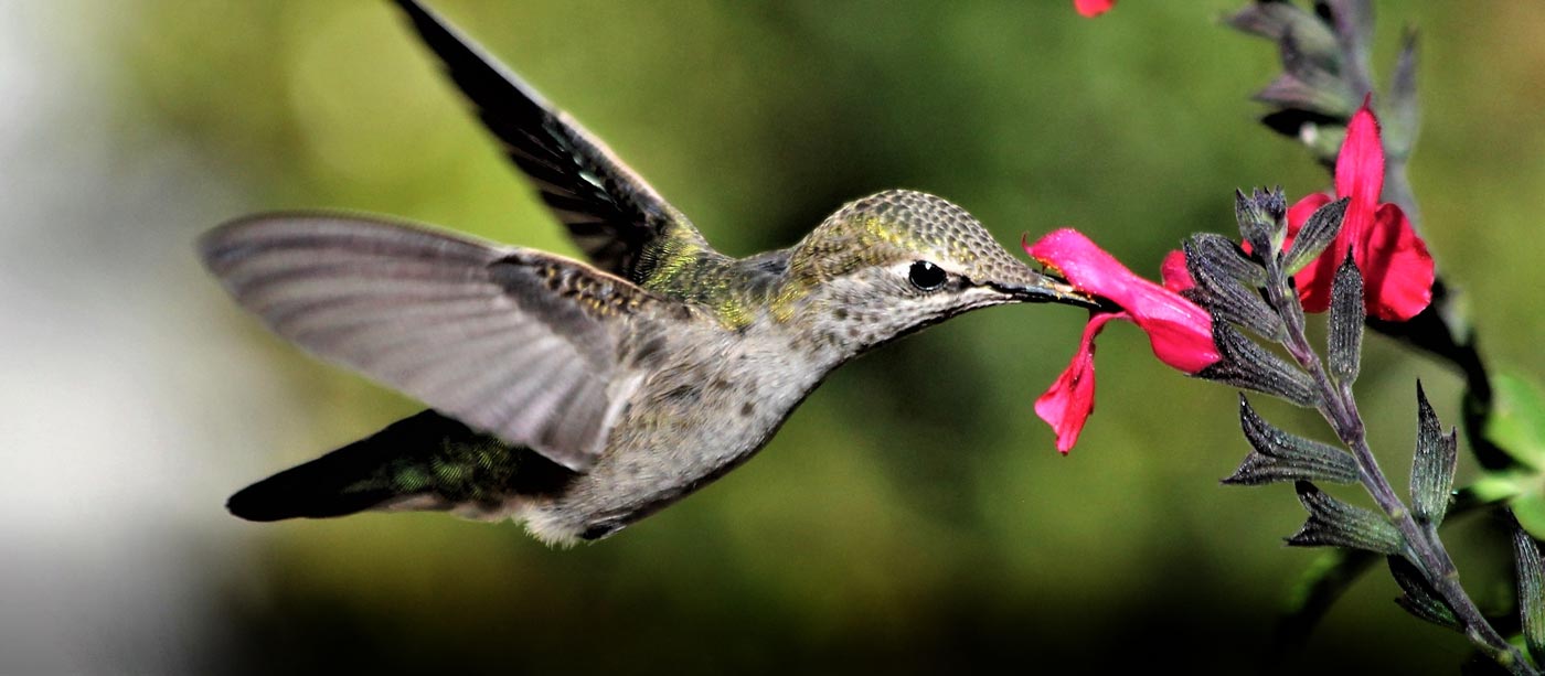Master Gardener Class: Certified Wildlife Habitat