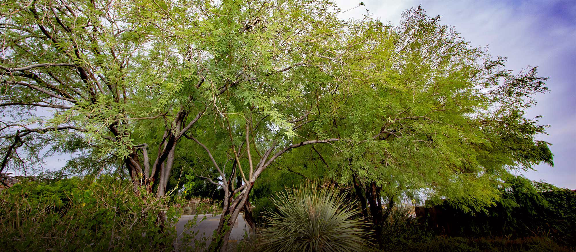Master Gardener Class: Selecting Trees to Plant