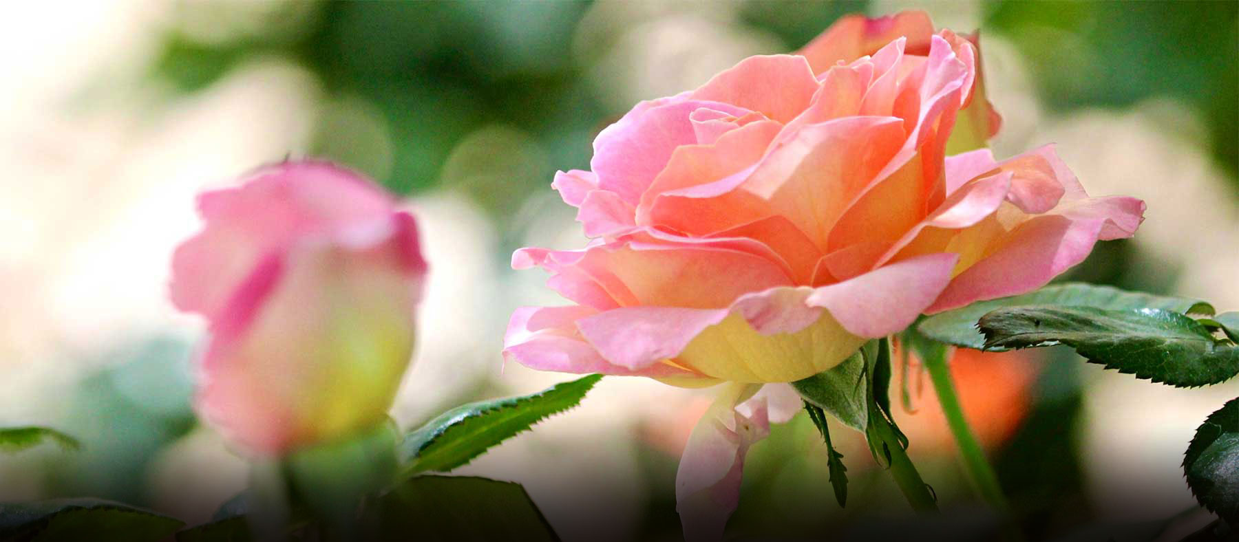 Master Gardener Class: Roses