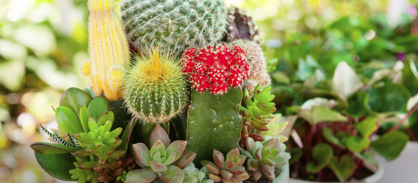 Cacti and succulents