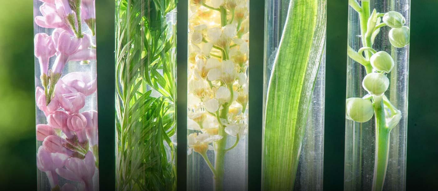 Badge Class: Botany