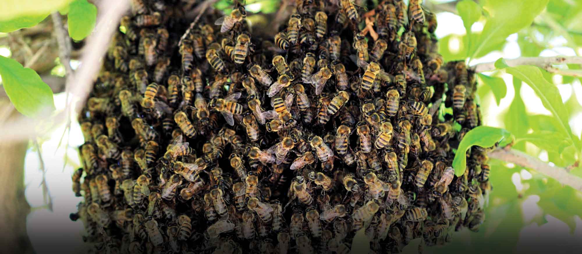 Springs Safari: Buzz About Bees!