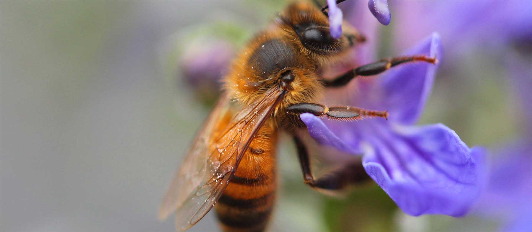 Master Gardener Class: Honeybees