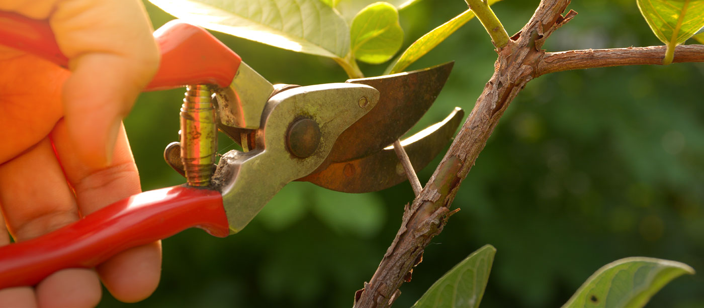 Garden Class: Pruning Basics