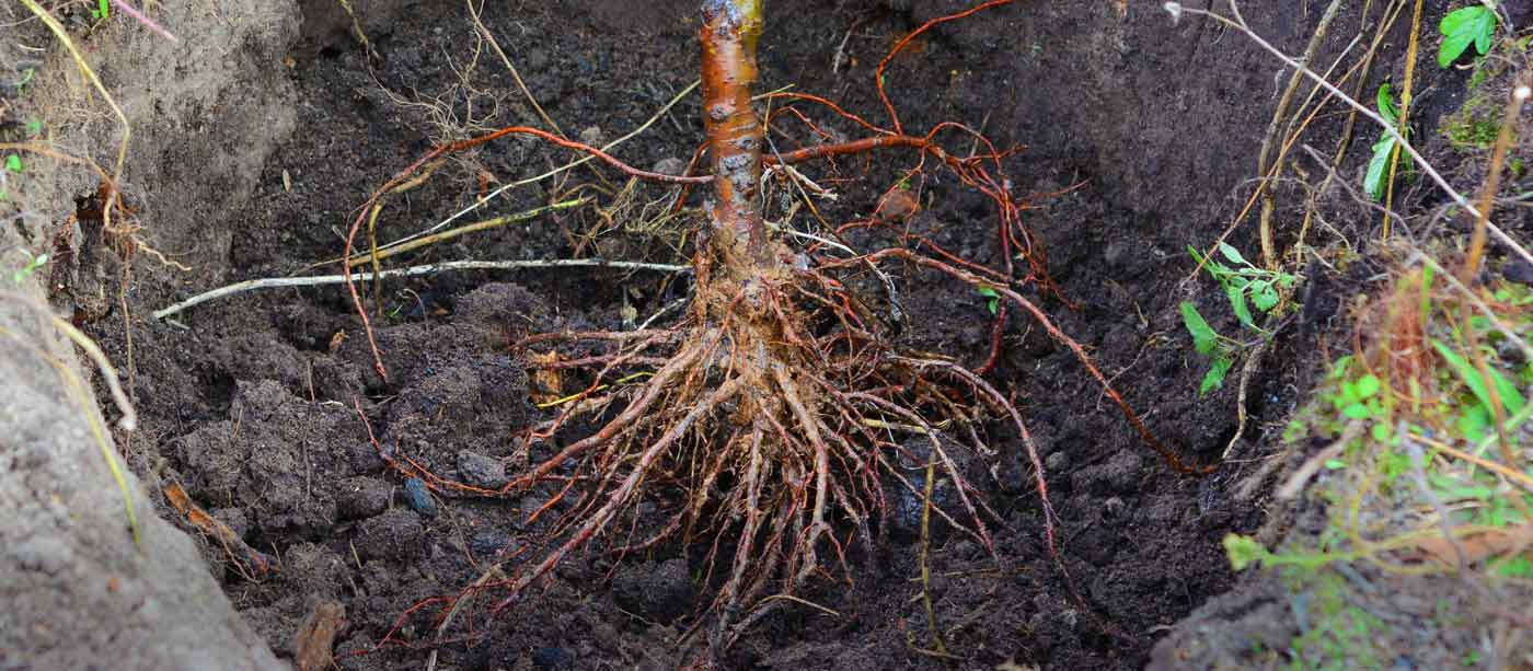 Garden Class: Planting Bare Root Fruit Trees