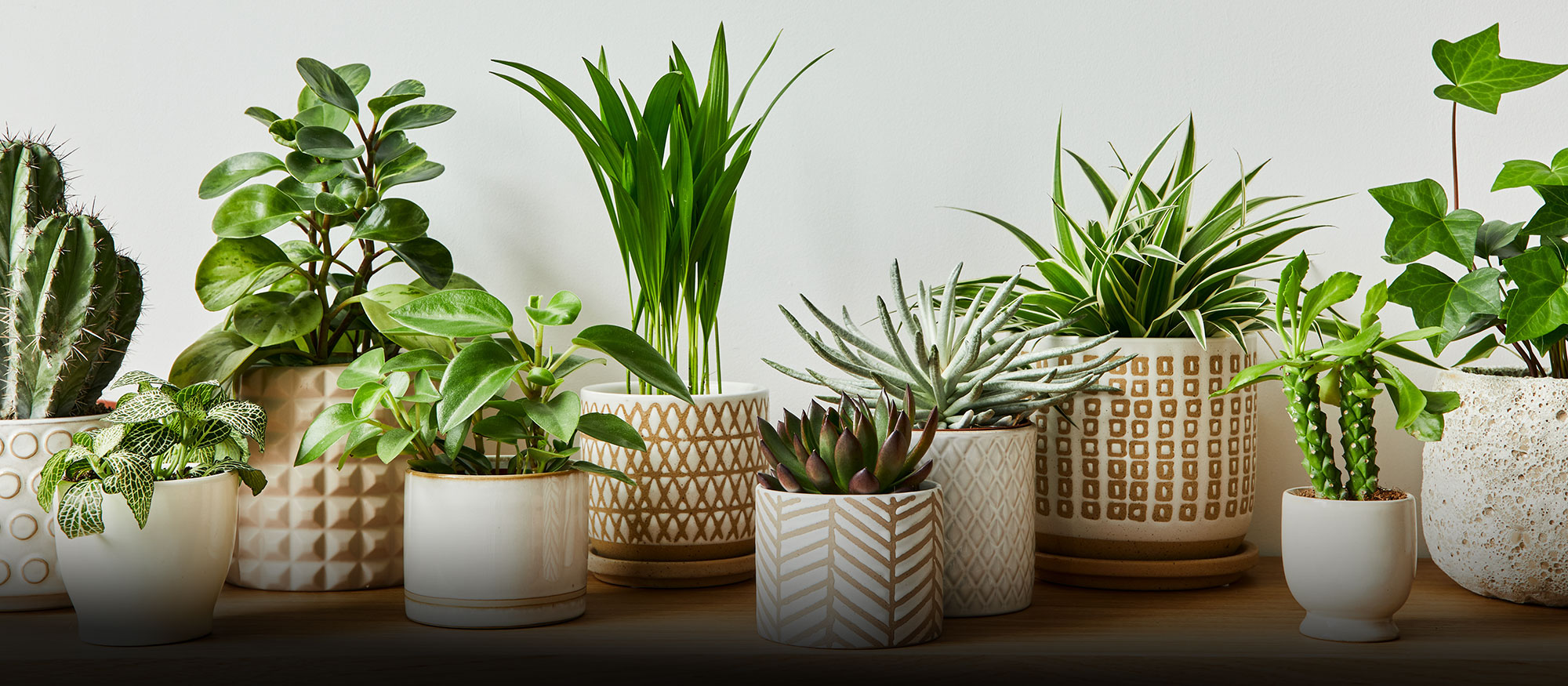 Garden Workshop: Houseplants