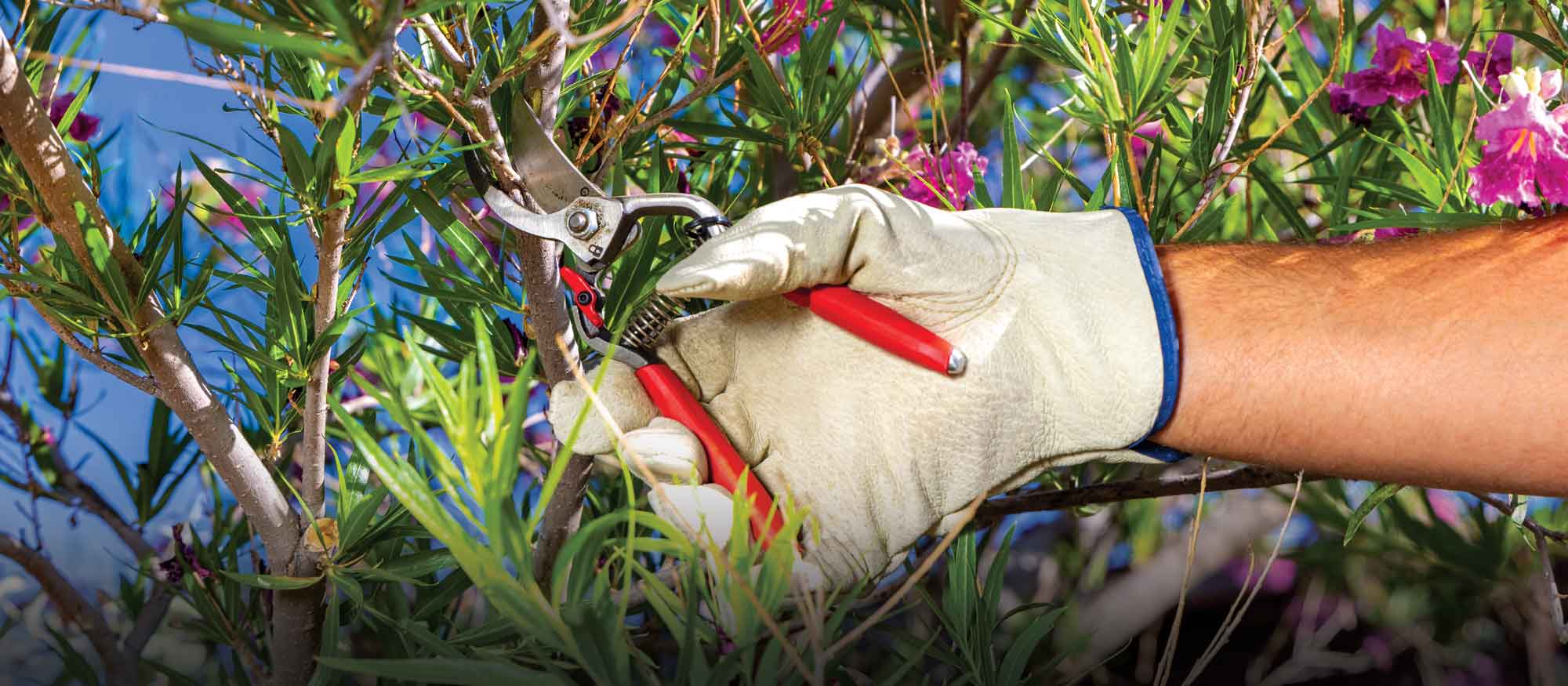 Garden Class: Pruning