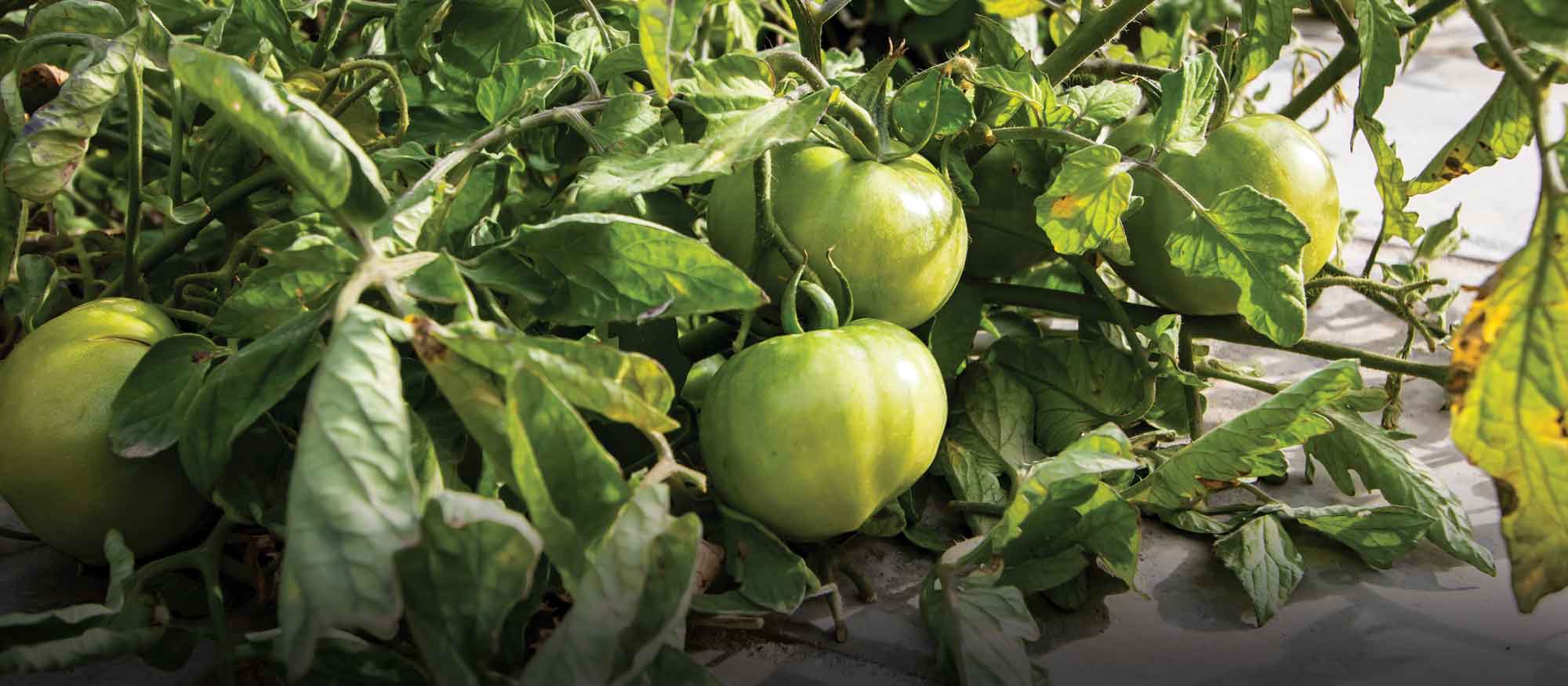 Garden Class: Tomatoes