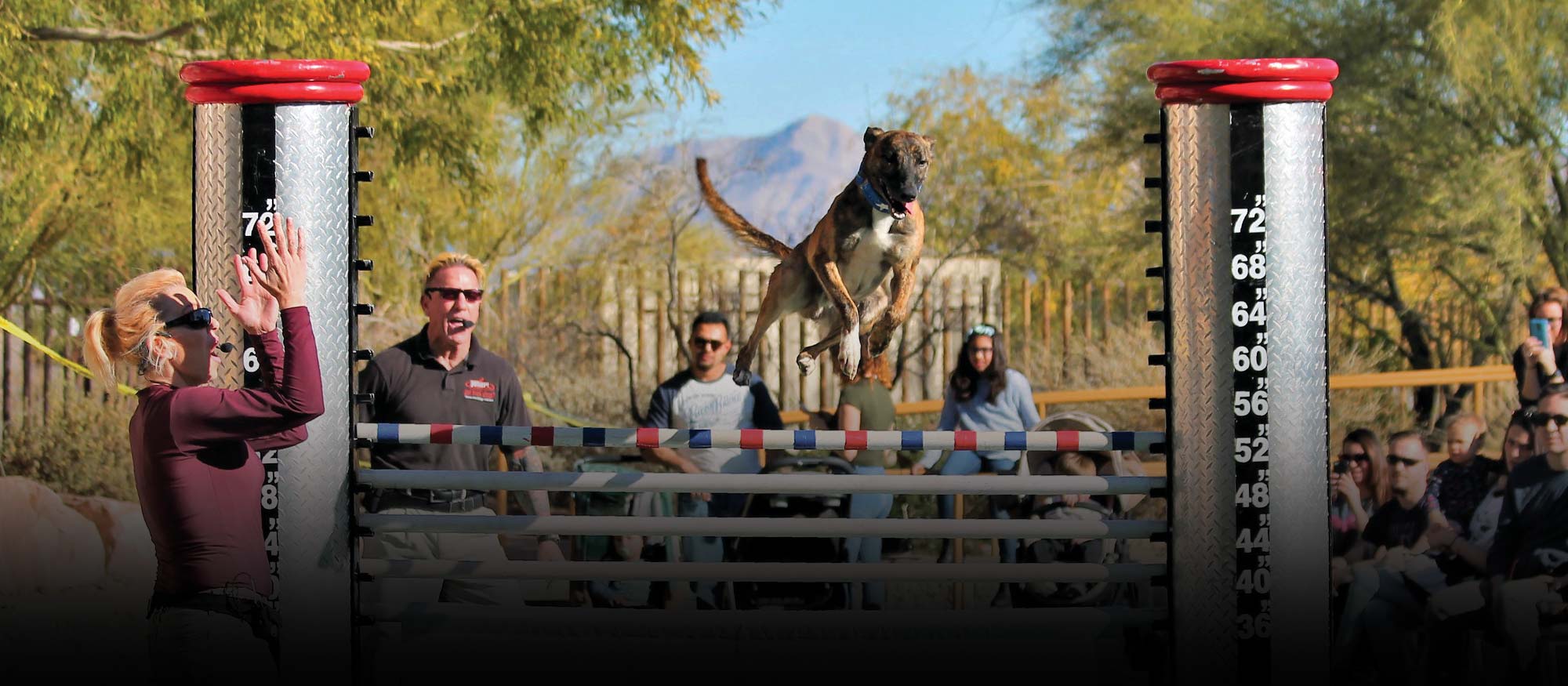 Jump! The Ultimate Dog Show