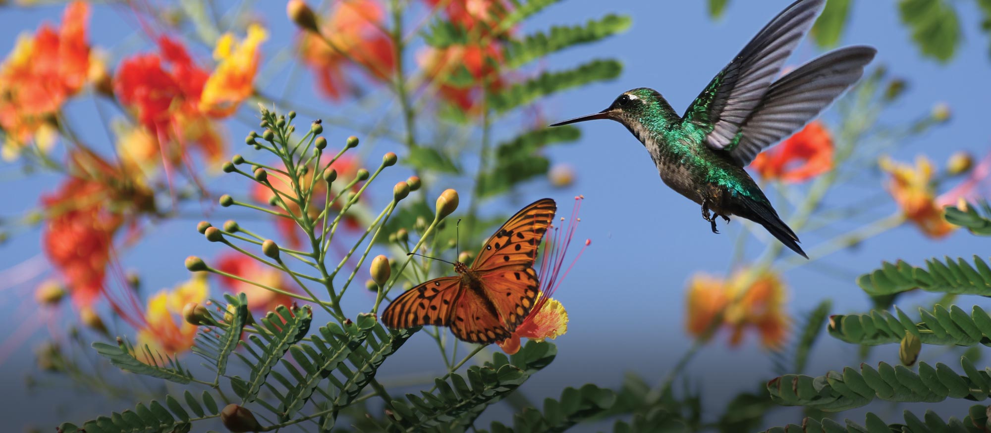 Conservation for Kids: Pollinator Protectors