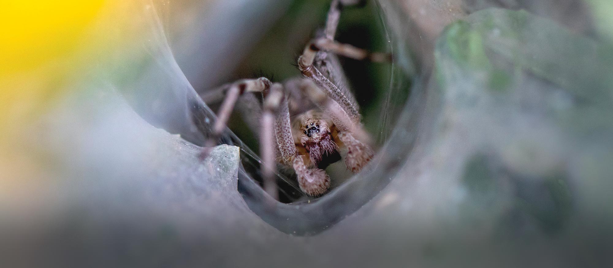 Springs Safari: Spiders, Scary?