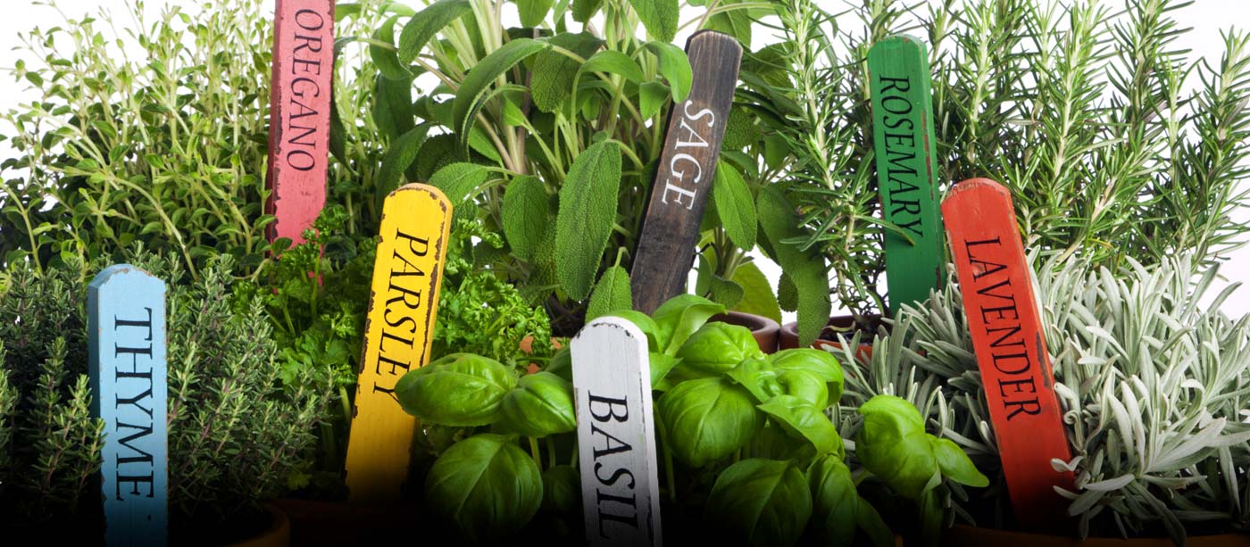 Garden Class: Herbs for Container Gardens