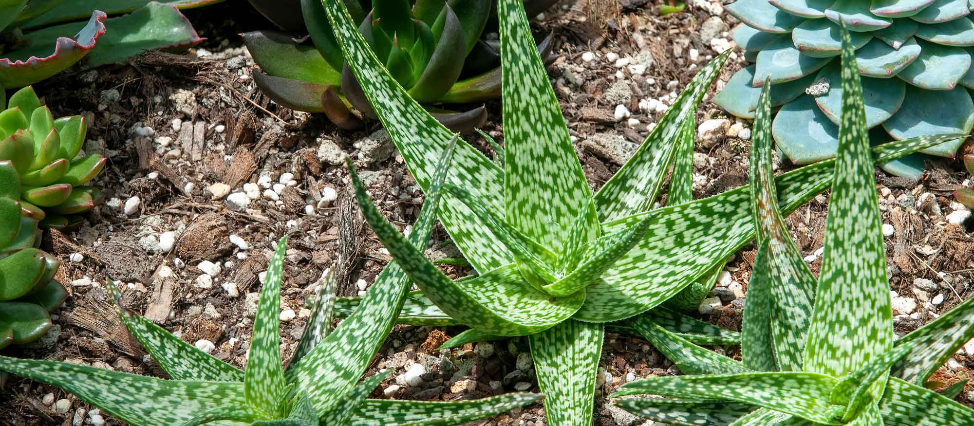 Master Gardener Class: Succulents