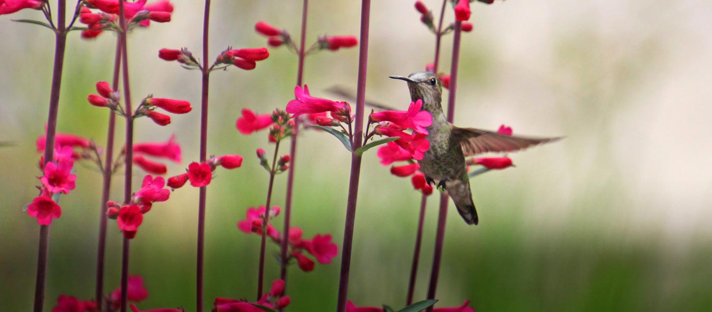 Garden Class: Pollinator Gardening 