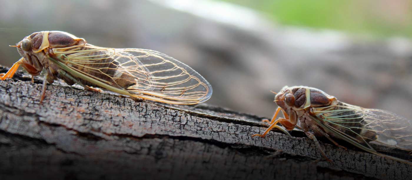 Springs Safari: Cicada Symphony: Sing, Buzz, Explore!