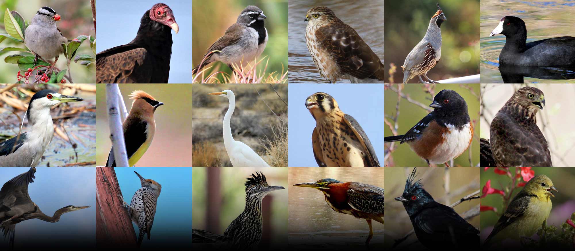 Birding in the Park with Red Rock Audubon