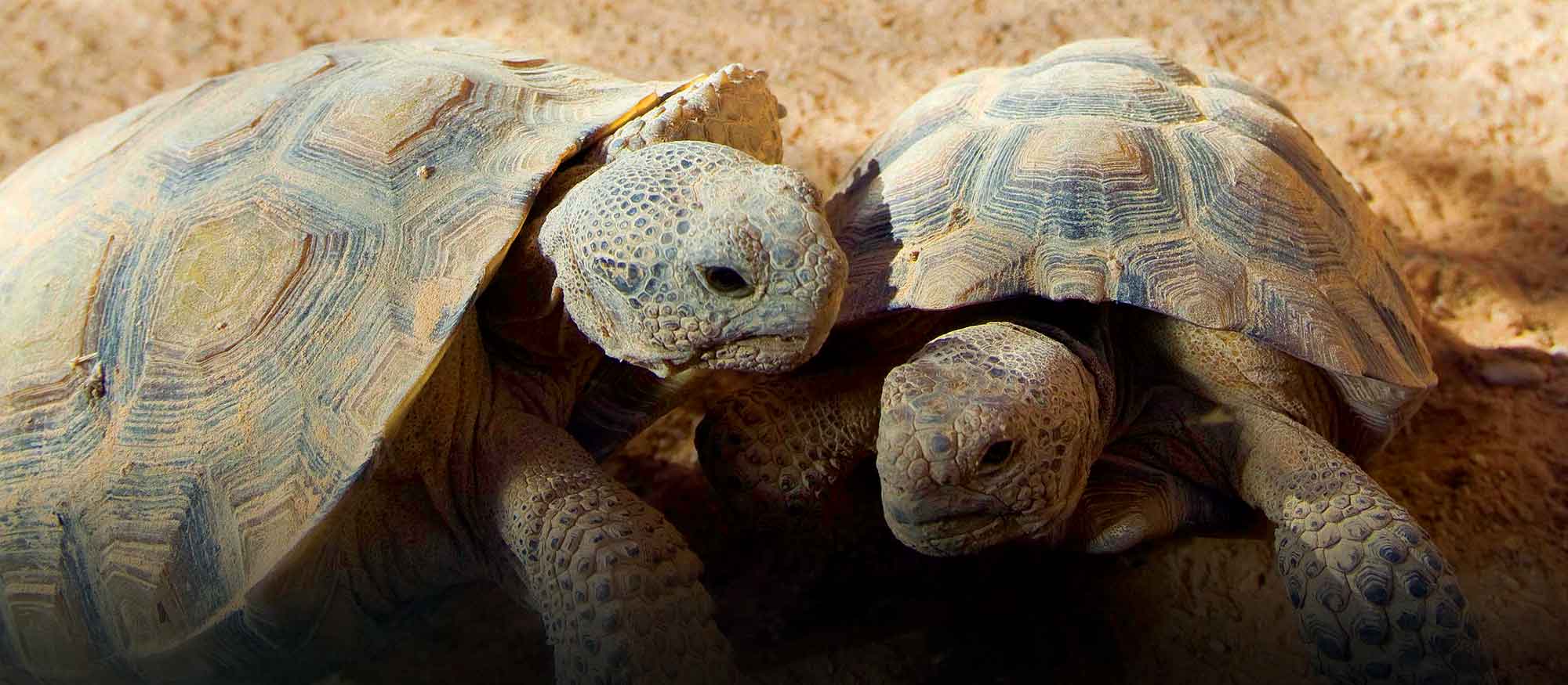 Desert Tortoise Week 2023