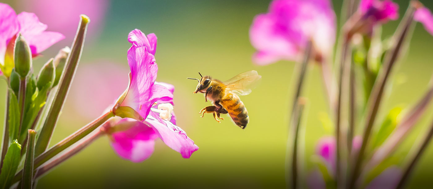 Master Gardener Class: European Honeybees
