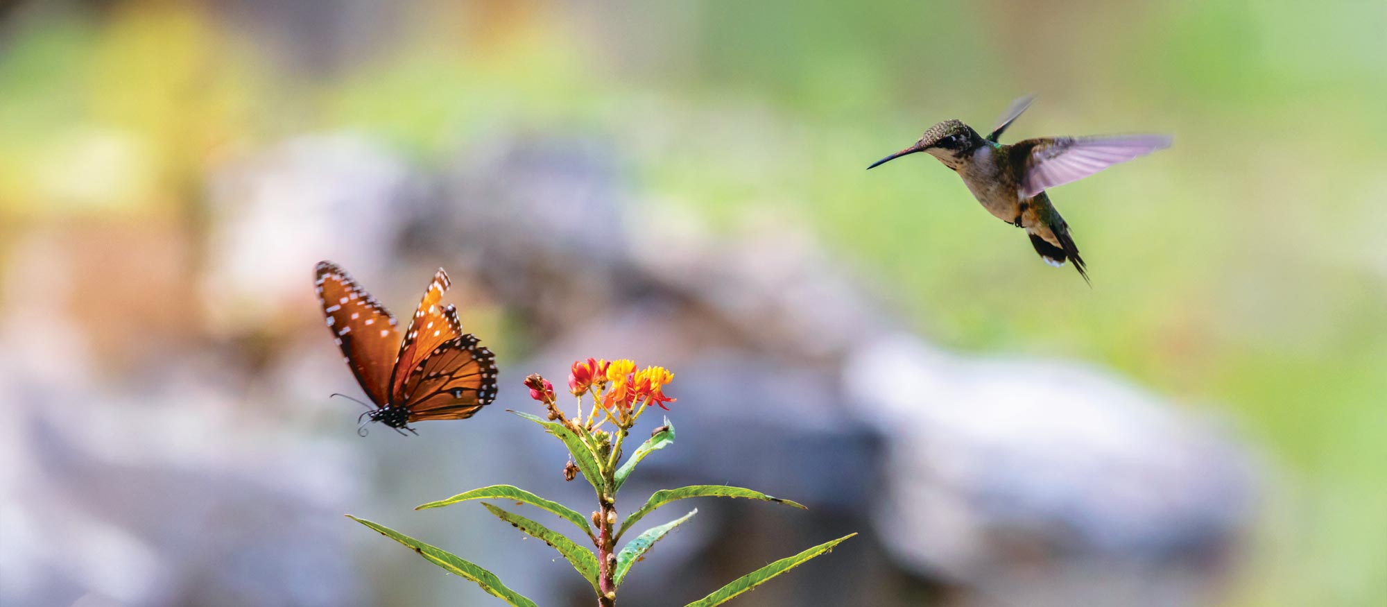 Garden Class: Pollinators  