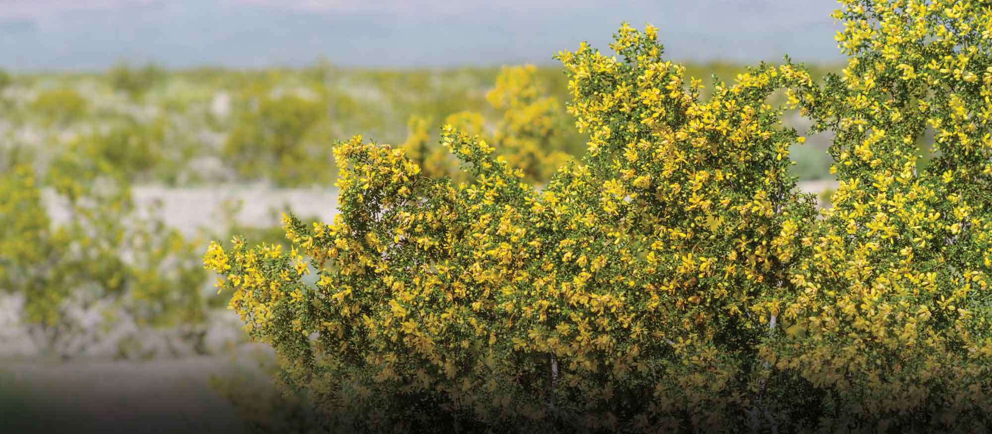 Springs Safari Creosote Bush