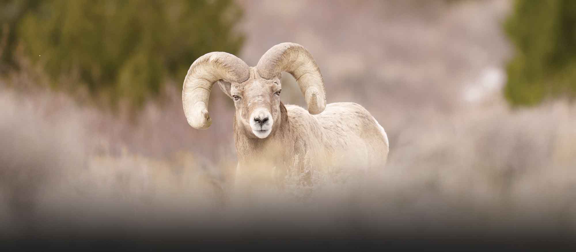 Conservation for Kids: Endangered Plants & Animals