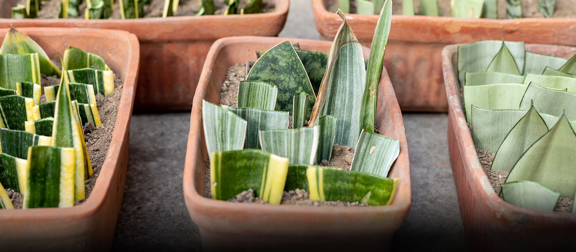 Garden Class: Cactus and Succulent Propagation