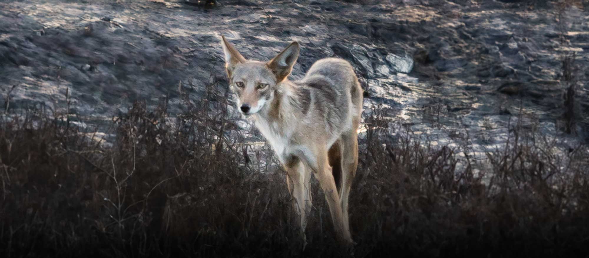Springs Safari: Southwest Desert Survivors
