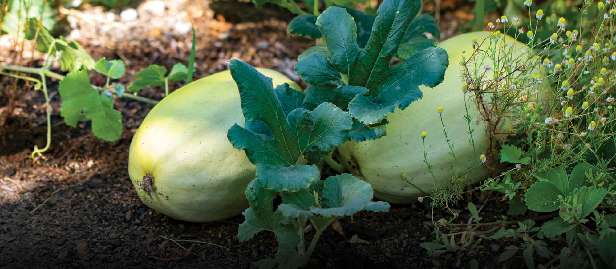 Sow It Goes: Smart Summer Gardening 