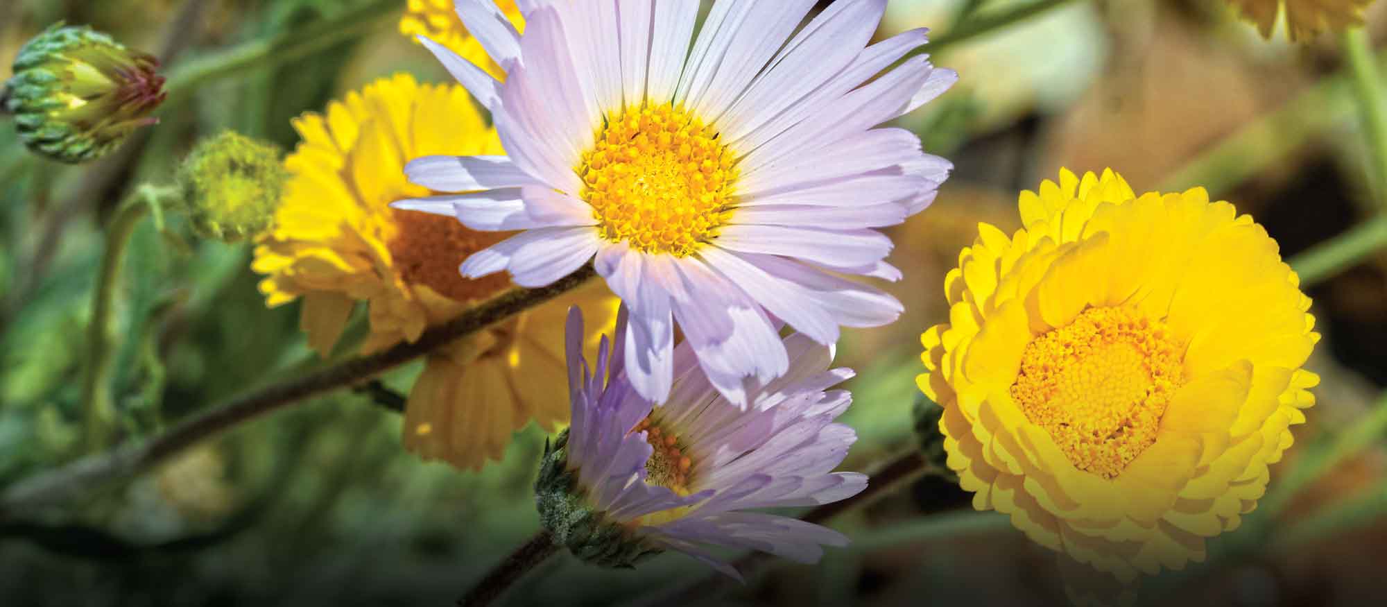 Desert Roots: Gardening with Mojave Natives
