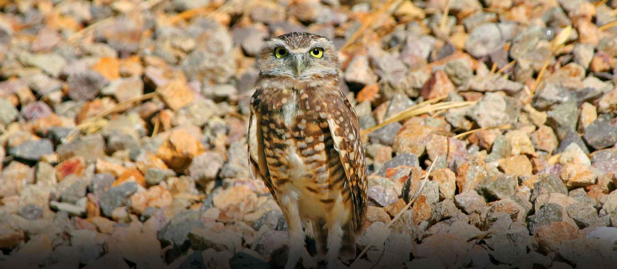 Conservation for Kids: Desert Dwellings