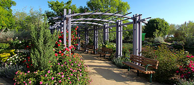 Roses trail over trellis path