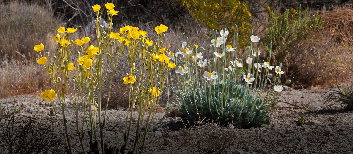 Bearpoppy at the Springs Preserve