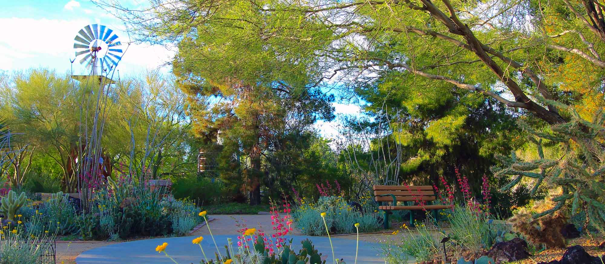 A picturesque scene at the Botanical Garden featuring a variety of desert plants like cacti and wildflowers, with a winding path, benches, and a traditional windmill in the background.