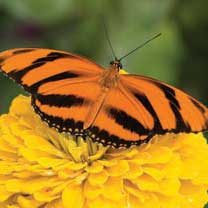 Banded Orange Longwing