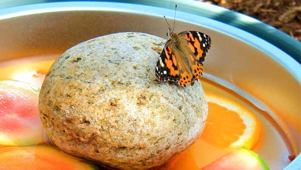 Close up of a butterfly feeding