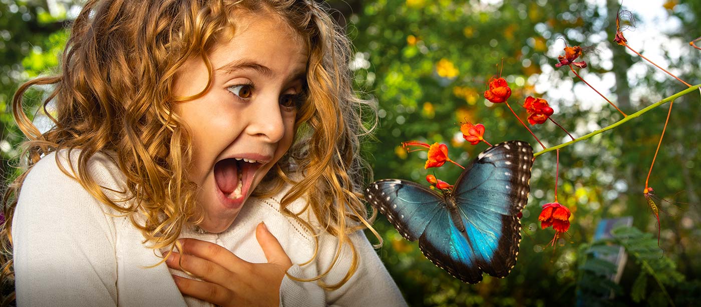 Young girl admires a blue morpho in the Butterfly Habitat