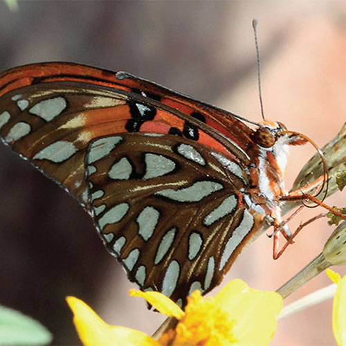 Gulf Fritillary