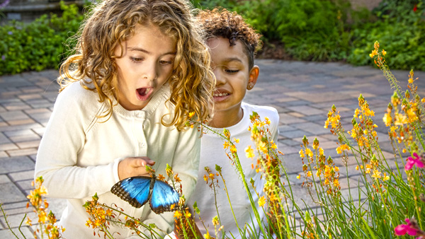 Kids looking at a blue morpho in the Butterfly Habitat