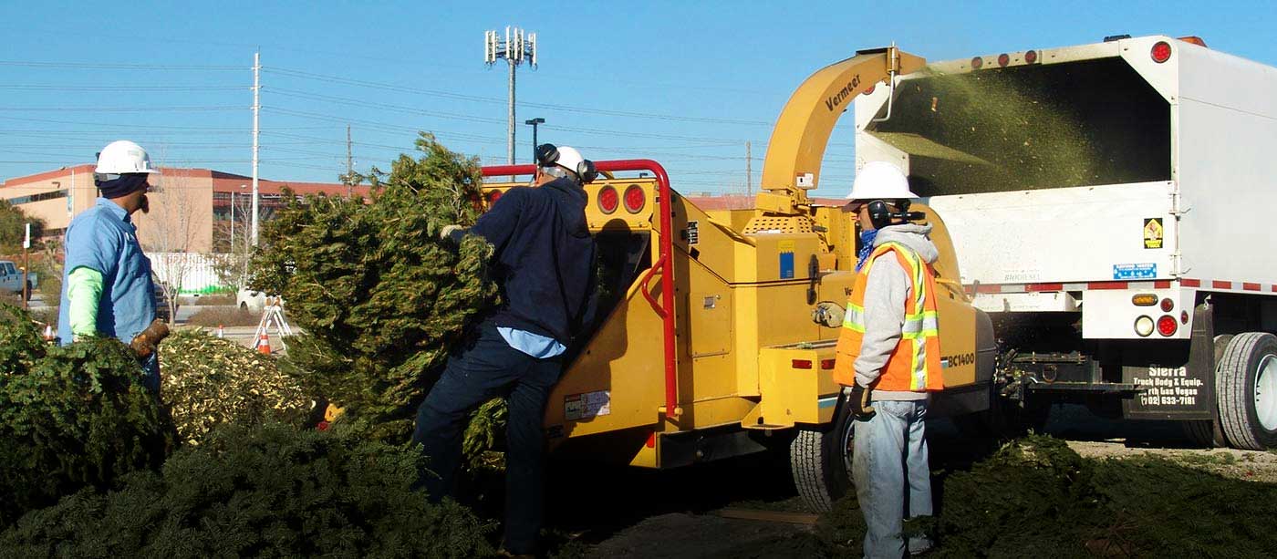 Man mulching a Christmas tree