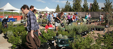 Venta de Plantas