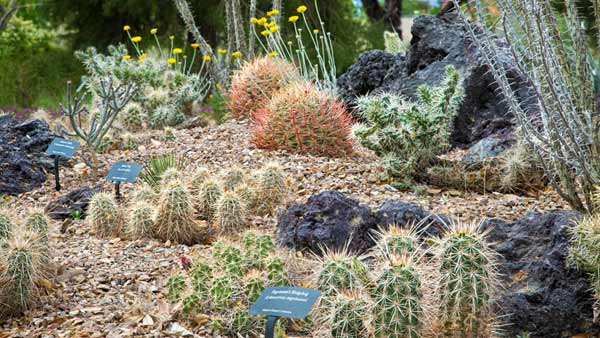 Cactus display at the Las Vegas Botanical garden