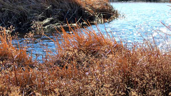 Natural Area and Trails