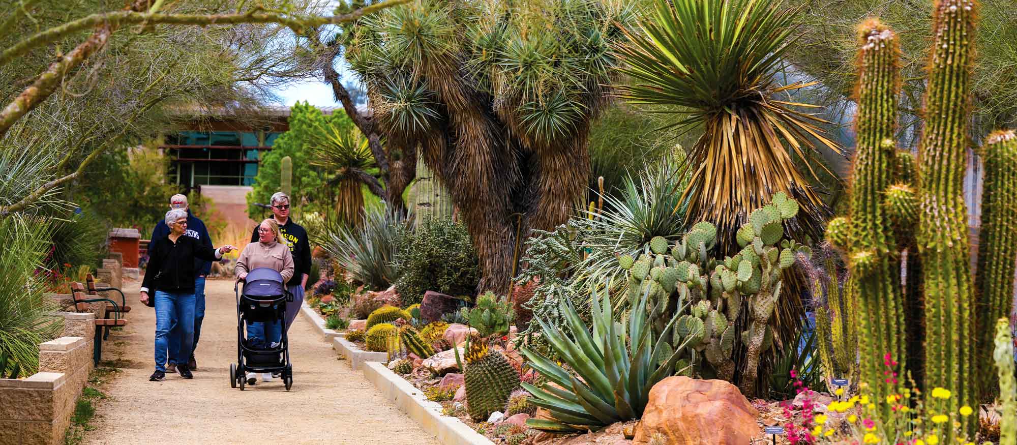 Four individuals walking along a path at the Springs Preserve, one pushing a stroller, surrounded by a variety of cacti and desert plants.