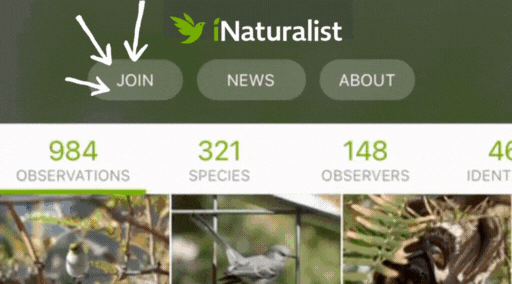 Scrolling screen capture of the Springs Preserve's iNaturalist project featuring various wildlife images.