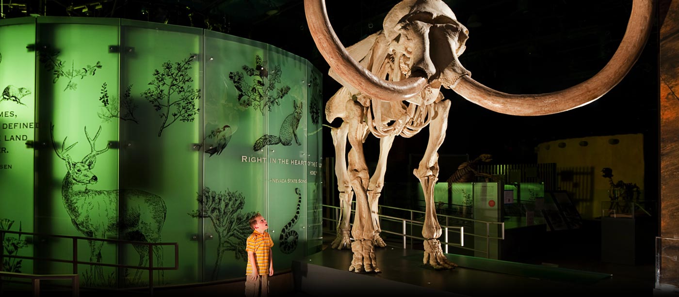Kid looks up at a Columbian mammoth fossil at Nevada State Museum, Las Vegas